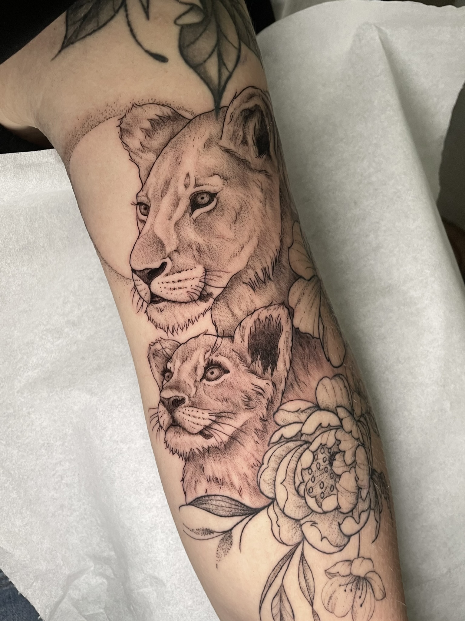 Lionne et lionceau