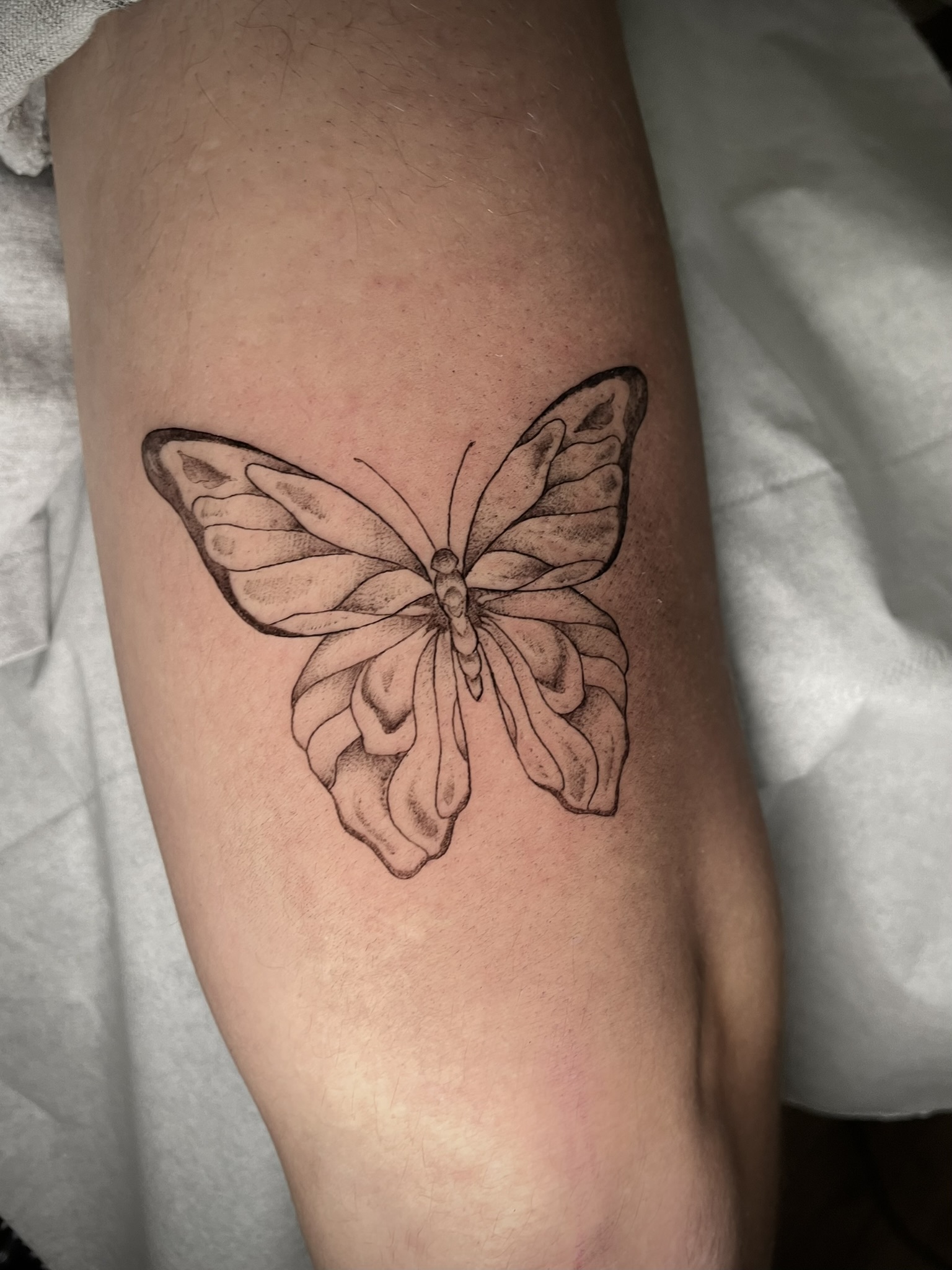 butterfly