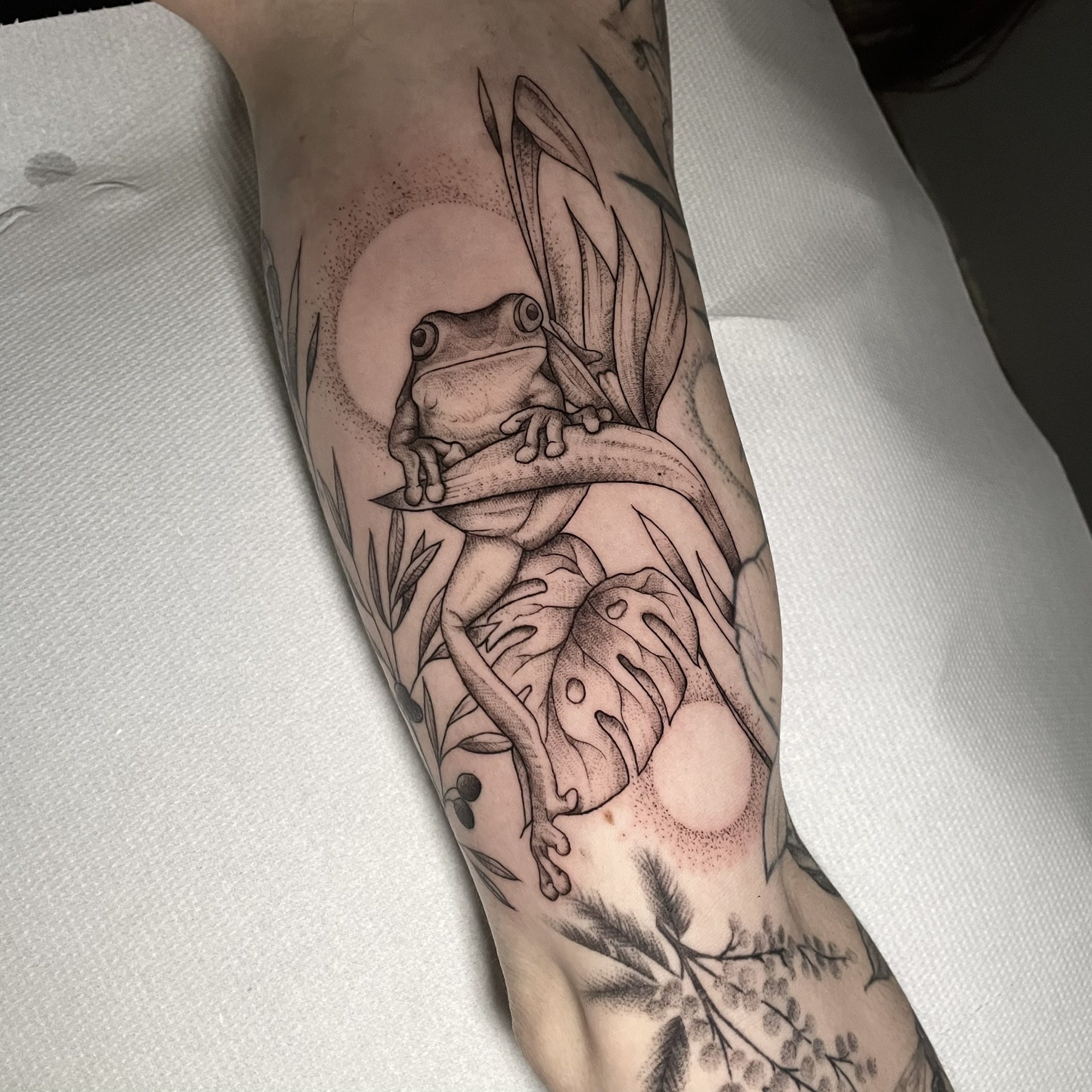 grenouille et monstera